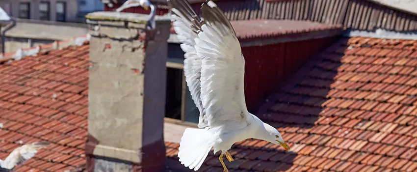 Residential Chimney Animal Removal Solution in South Elgin, IL
